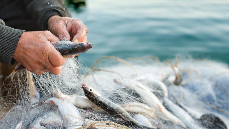 Fotografija: Če nočemo ostati brez rib, moramo preusmeriti globalno ribištvo in potrošnjo v trajnostno smer. Foto: Getty Images/iStockphoto