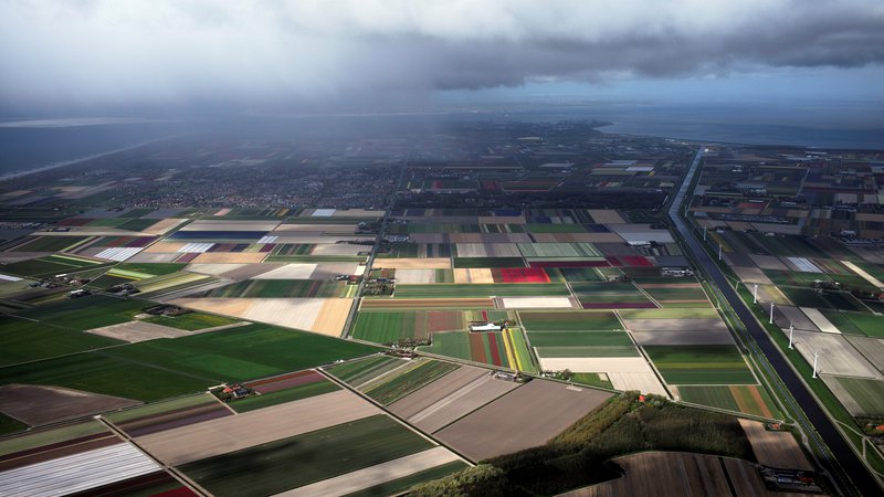 Fotografija: Nizozemska ima na hektar trave enega najvišjih donosov mleka na svetu. Foto: Reuters