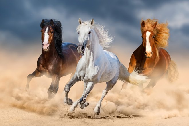 Mustang konj. FOTO: Callipso / Shutterstock