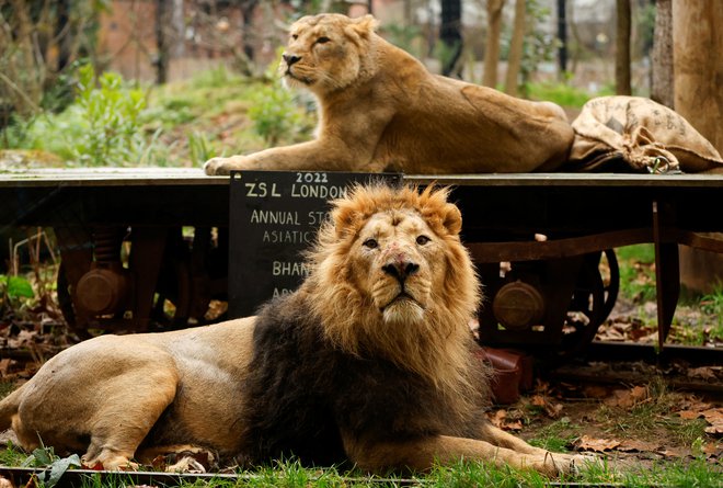 Azijska leva Bhanu in Arya med letnim popisom v londonskem živalskem vrtu, London, Velika Britanija, 4. januar 2022. Foto: John Sibley / Reuters
