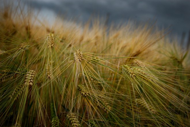 Rusija je vodilni svetovni izvoznik pšenice. FOTO: JURE ERZEN/Delo

