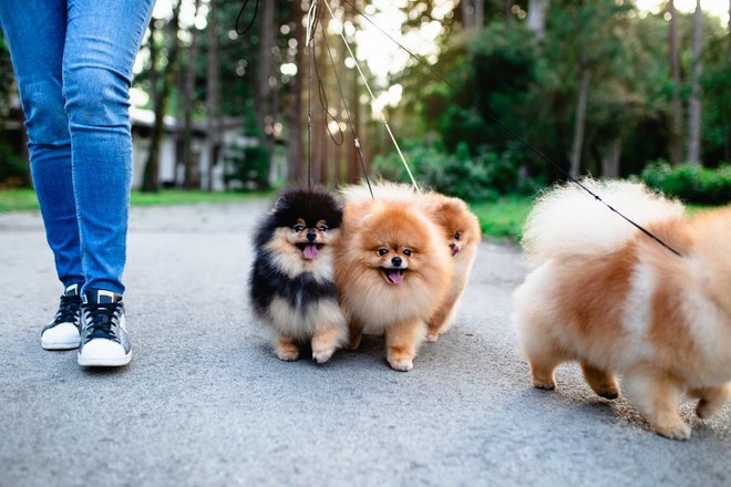 Mnogi lastniki pasjih kosmatincev nimajo vsak dan časa za sprehajanje psov, zato jim pridejo v poštev sprehajalci psov. Foto: Getty Images
