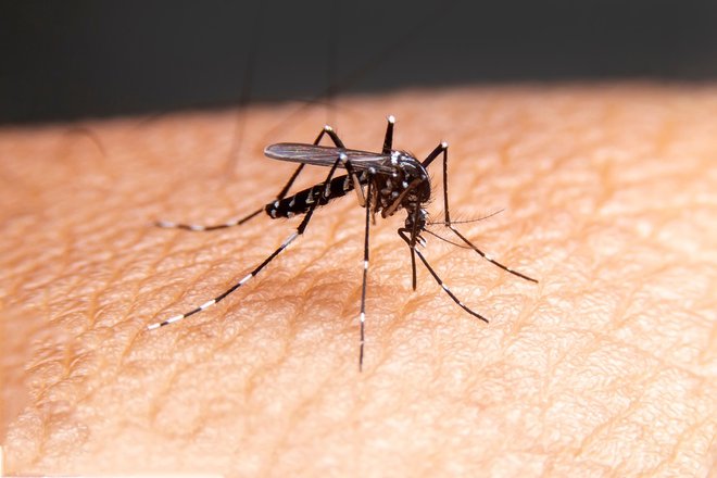 Je prva izpustitev sterilnih samcev komarja na območju Hrvaške, gre pa za komarje vrste Aedes albopictus. Fotografija je simbolična. FOTO: Witsawat.S/Shuttertsock
