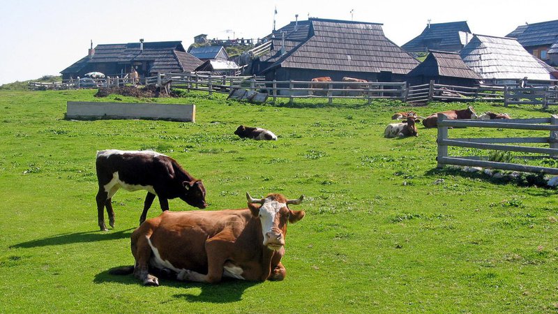 Fotografija: Primož Hieng