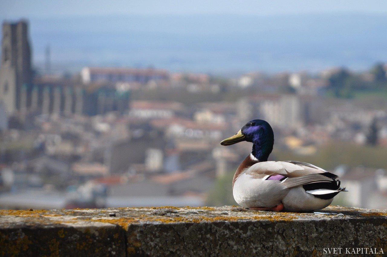 Fotografija: Foto Pixabay