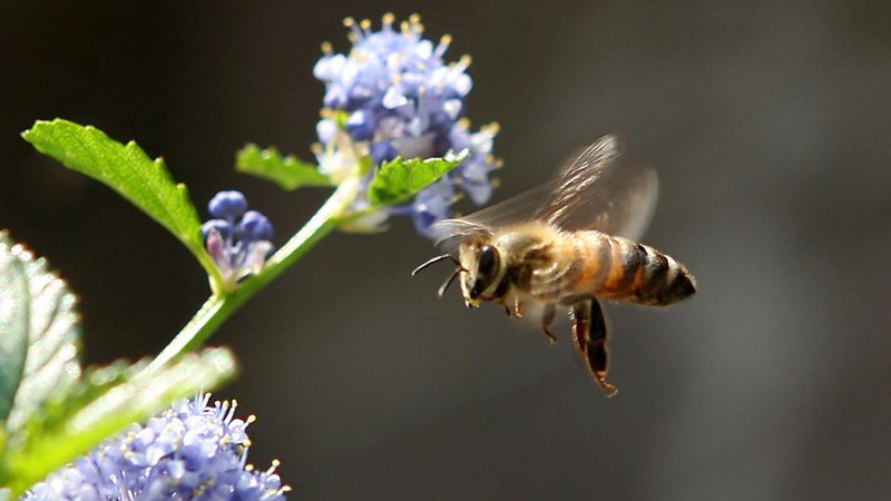 Fotografija: Ob svetovnem dnevu čebel brezplačno vodenje po Čebelji poti Foto:Matej Družnik/Delo