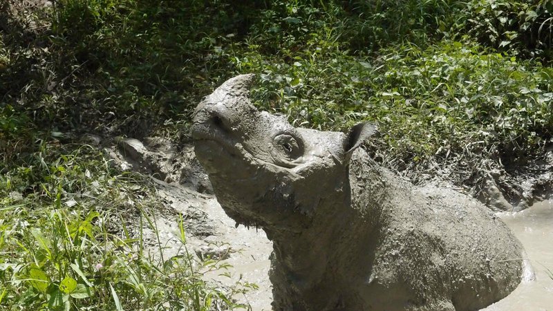Fotografija: Zadnji samec nosorogov iz Sumatre še pred smrtjo. Foto: Reuters
