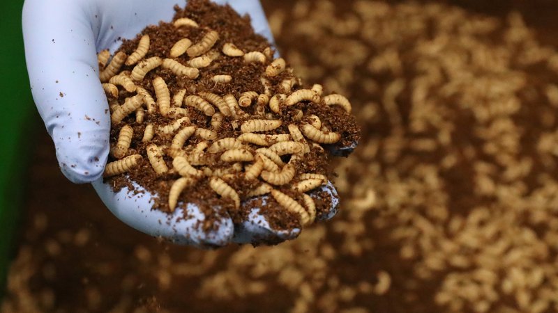 Fotografija: Nova farma žuželk v kraju Bergen op Zoom na jugu Nizozemske deluje po načelu krožnega gospodarstva. Ostanki rastlin se uporabljajo za hrano žuželk, ki nato rastejo, vmes pa jih porabijo kot osnovni vir beljakovin za živalsko krmo. Foto: Reuters