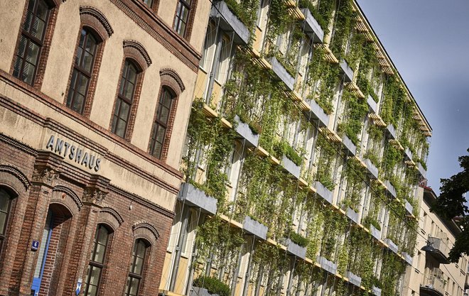 V mestnih predelih, kamor iz najrazličnejših razlogov ni mogoče vključiti zelenih površin, pa bo mesto v prihodnjih letih ozelenilo kar 150 fasad. Foto Johannes Zinner