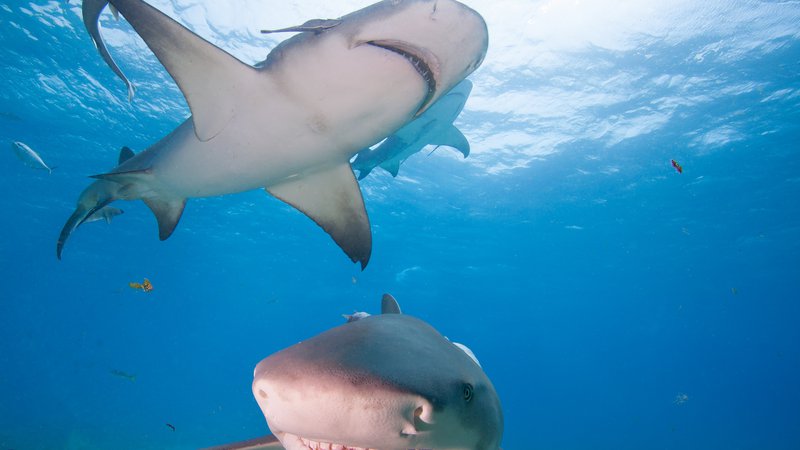 Fotografija: To so pohlepni »plebejčki«, ki pa jim za to, da bi lahko živeli življenje svojih vzornikov, manjka nekaj inteligence in tudi nagona morskega psa. Foto Shutterstock