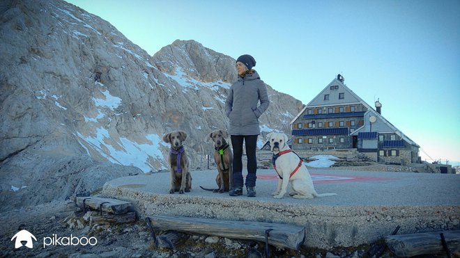Dvodnevna tura s psi v varstvu - Triglavski dom na Kredarici (2515m) Foto arhiv pasjega hotela Pikaboo