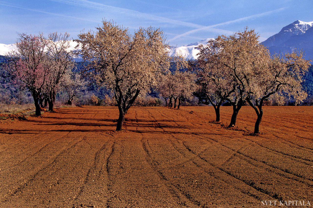 Fotografija: Foto Pixabay