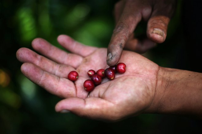 Zaobljube potrošnikov bodo pomagale pri razpravi z odločevalci o oblikovanju pravičnejše trgovine s kavo. Foto: Reuters