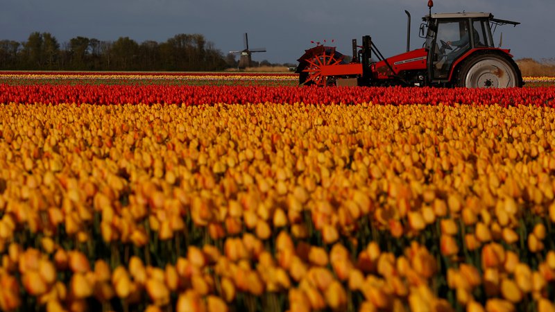 Fotografija: V mestu tulipanov tako pozivajo vse, ki so na tržnici kupili paket s čebulicami in te doma niso pokaazle svoje barvite moči, naj z računom zahtevajo denar nazaj. Foto: Reuters