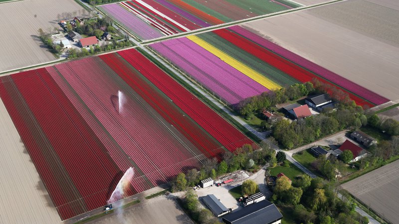 Fotografija: Tipične kmetijske posesti na Nizozemskem. Fotografiji Reuters