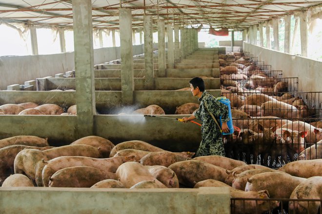 V letu 2018 so Kitajci pojedli 55,7 milijona ton svinjine, kar je veliko več, kot se je je porabilo v Evropi – 21 milijonov ton, ali v Ameriki, kjer so si v istem času privoščili samo 9,7 milijona ton te vrste mesa. Reuters