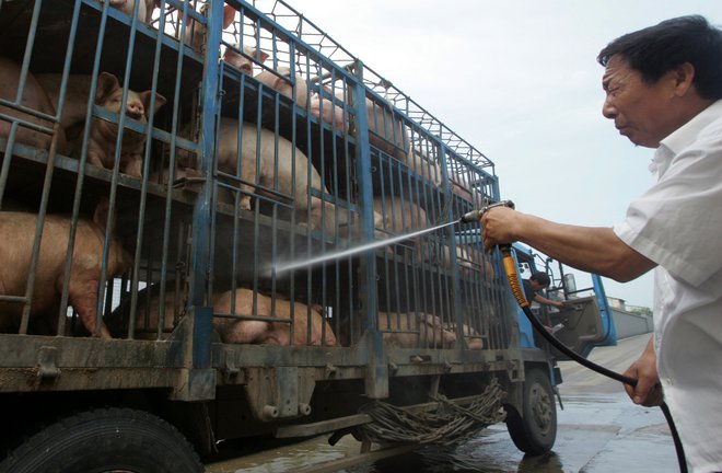 Od kod bo azijska sila lahko uvažala svinjino, in to v količinah, ki so potrebne, da bi zadovoljili običajno povpraševanje? Reuters