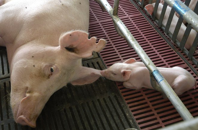 Posamezni rejci so že začeli eksperimentirati z orjaškimi svinjami, ki tehtajo tudi več kot 500 kilogramov, da bi tako nadomestili pomanjkanje mesa. Reuters