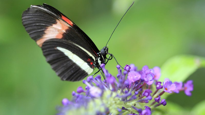 Fotografija: Razstava metuljev v Arboretumu Volčji potok 27. avgusta 2014