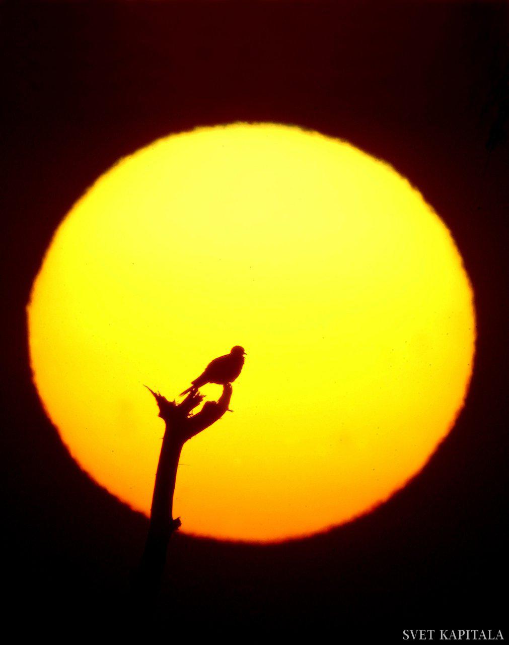 Fotografija: Vabljeni na spletno predavanje ekonomista Jožeta P. Damijana. FOTO: Reuters