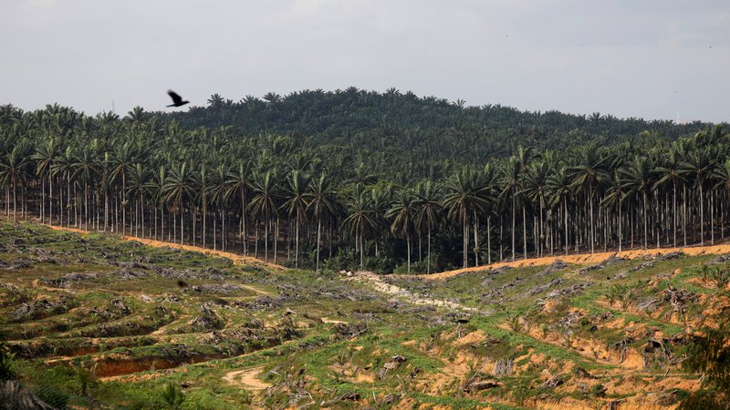 Fotografija: Takole izginja tropski gozd za plantaže palmovega olja. Foto: Reuters