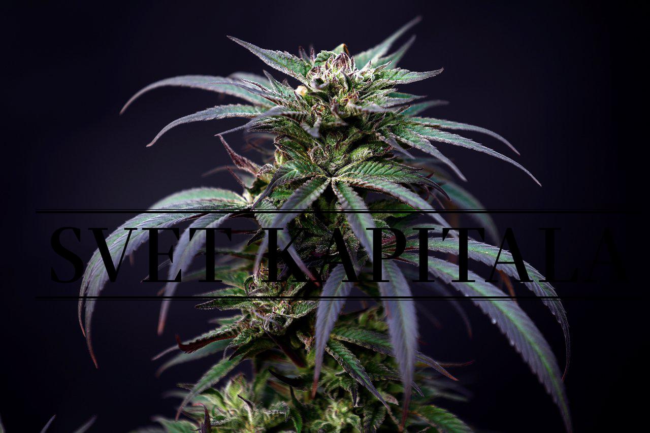 Fotografija: V izraelskem podjetju Pharmocann gojijo medicinsko konopljo. Foto: Reuters
