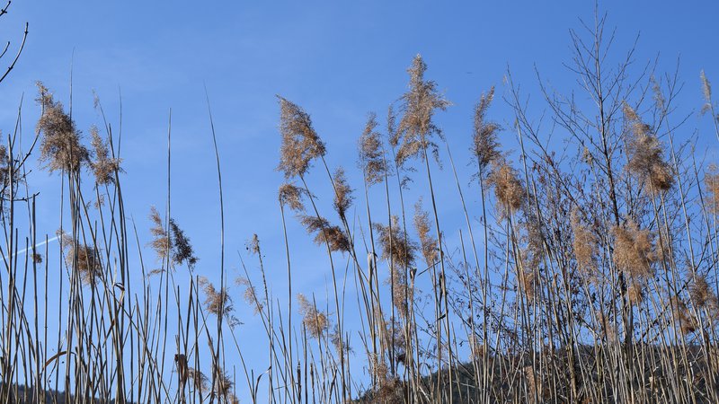 Fotografija: Navadni trstikovec v enem letu zraste 20 do 30 metrov visoko in proizvede več biomase na pol hektarja površine kot skoraj katerakoli druga rastlina na zemlji. Foto: Pixabay