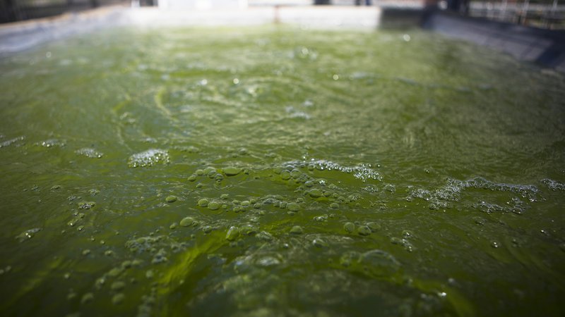 Fotografija: Alge bi genetsko spremenili tako, da bi neposredno proizvajale etanol, butanol, bencin ali dizelsko gorivo. Foto: Reuters