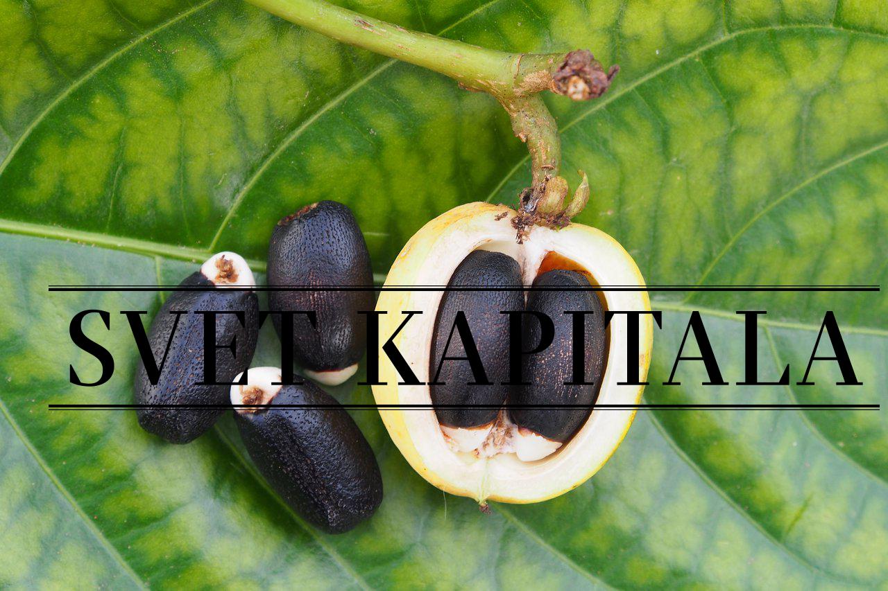 Fotografija: Od sredine leta 2000 je bilo posajenih več deset tisoč hektarjev jatrofe za biogorivo, večinoma v Indiji in Afriki. Foto: Shutterstock