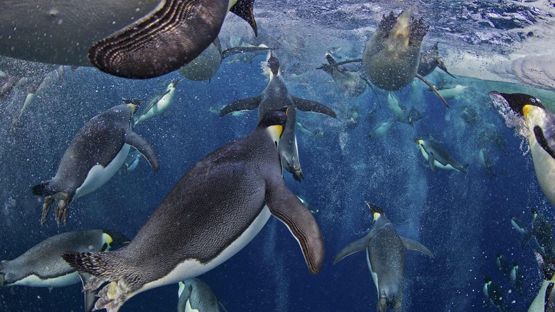 Fotografija: Avstralsko podjetje ponuja filmsko/360-stopinjsko potovanje po Antarktiki.  FOTO: REUTERS/Paul Nicklen/National Geographic

 