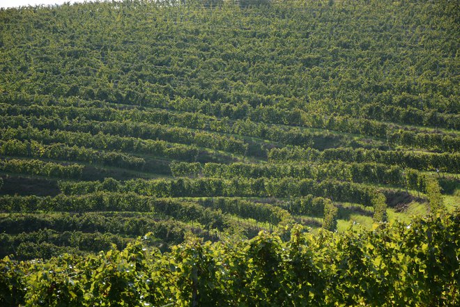 Vinogradi, pod katere se je podpisala nova znamka Avaline, so izpolnili zahteve, ki omejujejo uporabo pesticidov in kemikalij ter dobili certifikate od svojih lokalnih oblastir. FOTO: Bakal Oste