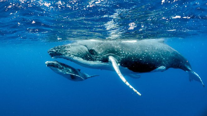 Sinji kit je s 30 metri in 160 tonami največja žival na svetu. Je sesalec, ki koti žive mladiče. Potuje s hitrostjo 10 - 12 vozlov. FOTO: Imagine Earth Photography / Shutterstock