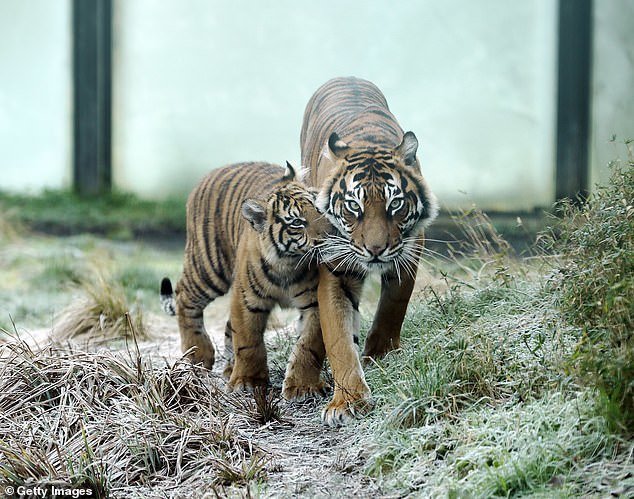 Tiger je dobil nov dom. FOTO: Getty images