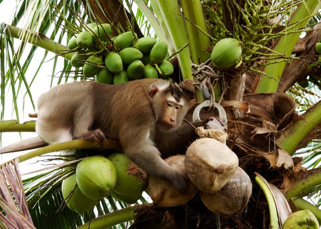 Na Tajskem so že pred desetimi leti na plantaži kokosovih palm uvajali delo opic. Ja, prav ste prebrali. Opice so najprej za delo izšolali in jih polne znanja poslali na delo. FOTO: Theculturetrip.com