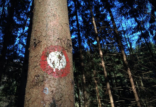 Drevesa absorbirajo velike količine ogljikovega dioksida. Foto: Jure Eržen / Delo