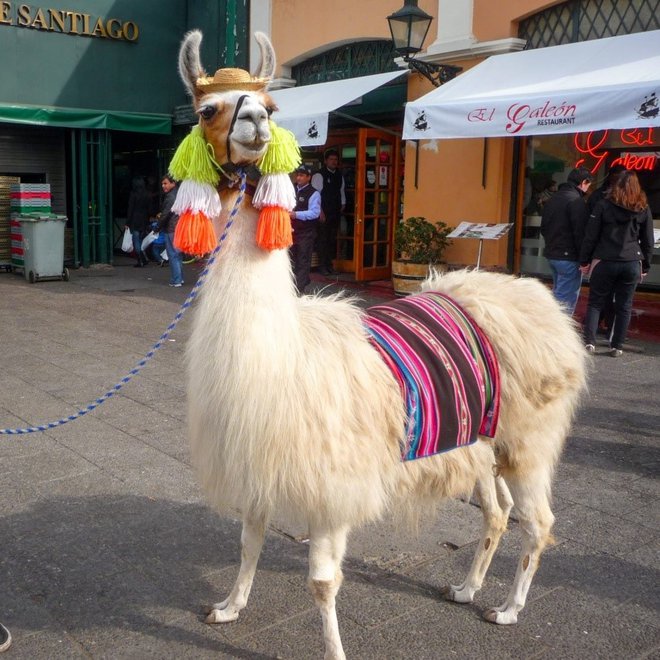 Lama – tipična (domača) žival, ki jo boste našli v Santiagu. FOTO: osebni arhiv