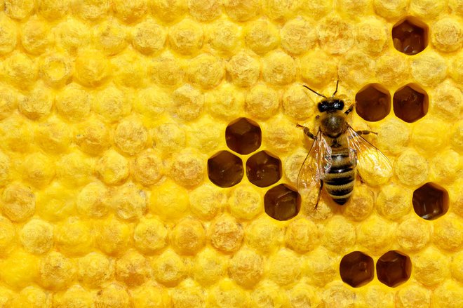Organizacija pri čebelah izjemna. Ta temelji na harmoniji v skupnosti, pri čemer pa bi se bilo dobro navdihovati.