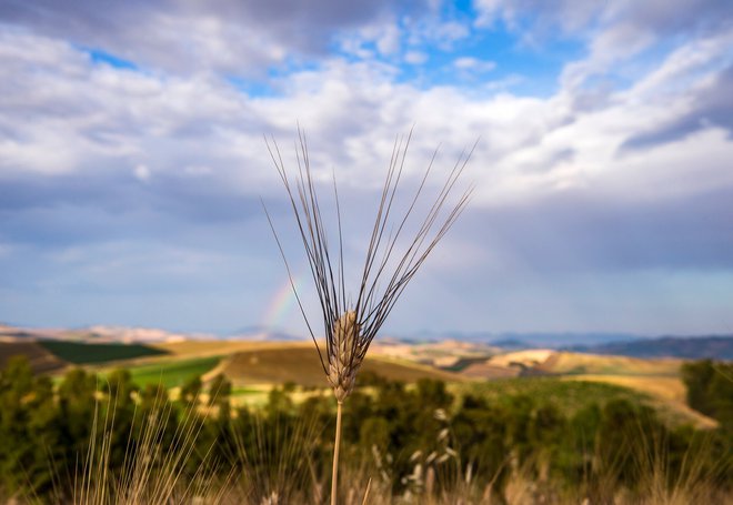Polje organske pšenice v Palermu, ki ga je sanirala La Placido Rizzotto Libera Terra. FOTO: Giorgio Salvatori / Consorzio Libera Terra Mediterraneo Cooperativa Sociale ONLUS