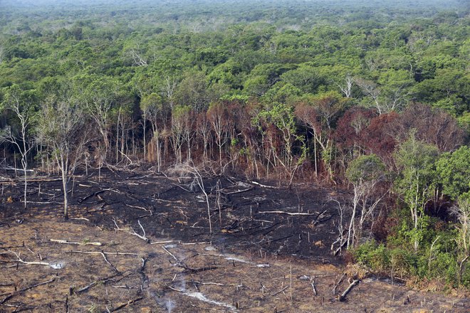 Lansko leto je bilo krčenje gozdov za 12 odstotkov večje kot prejšnje leto. Foto: Paulo Whitaker / Reuters