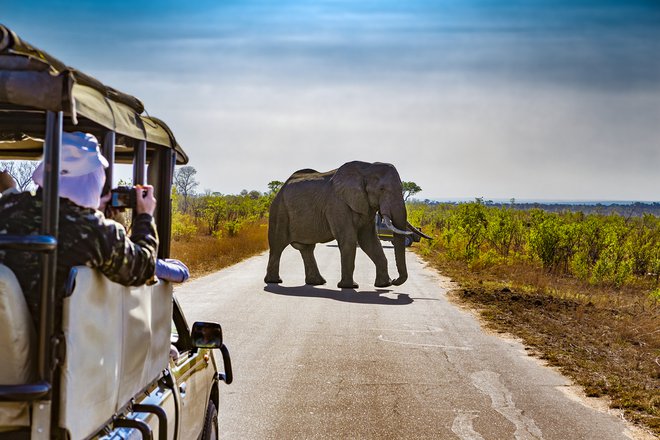 Safari v Afriki je ena izmed dogodivščin, ki jo lahko doživite to poletje. Foto: Shutterstock