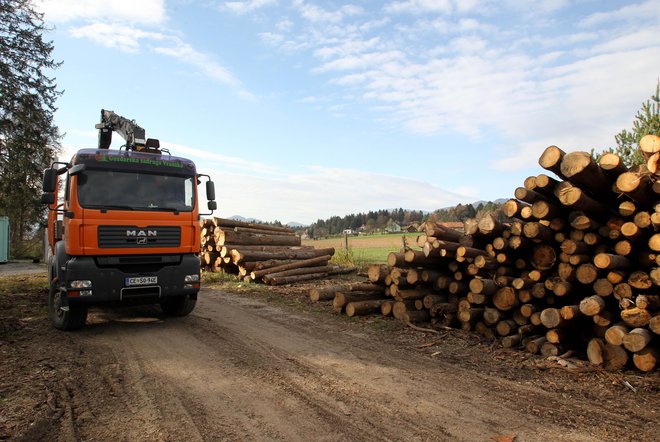 Tovornjakar je pomemben del lesne industrije. Foto: Javornik Dejan/Delo