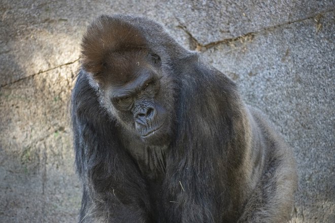 Starejša gorila v živalskem vrtu v San Diego Zoo isi je opomogla od koronavirusa in je Orangutanka Karen in trije drugi orangutani ter pet opic bonobi iz živalskega vrta v San Diegu so bili prvi prebivalci živalskih vrtov, ki so bili cepljeni proti covidu-19. Foto:<br />
Arhiv San Diego ZOO