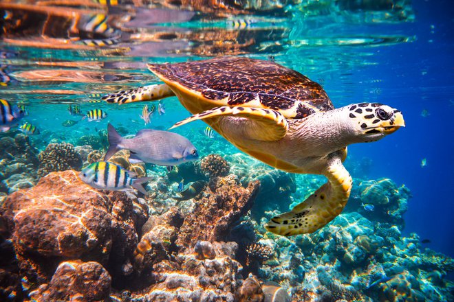 Čudoviti koralni grebeni so raj za potapljače. Foto: Shutterstock