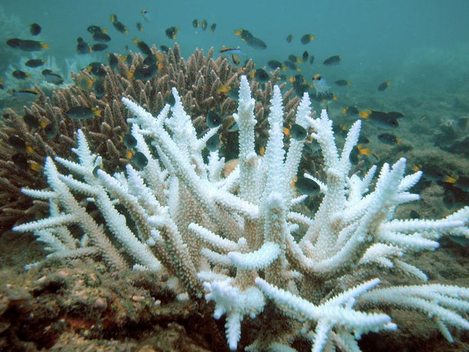 Beljenje koral se pojavlja vedno pogosteje. Foto: Acropora/British Wikipedia