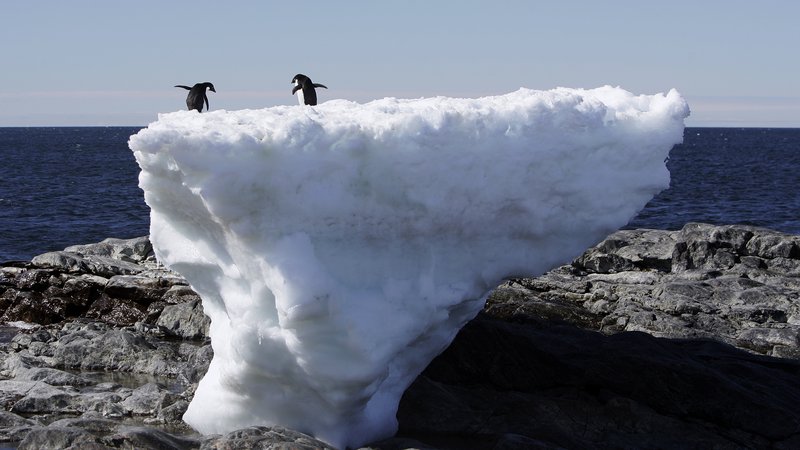 Fotografija: Taljenje ledu ogroža obstoj pingvinov. Foto: Reuters Staff / Reuters