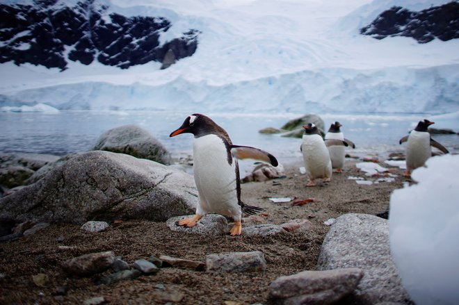 Do leta 2050 je v nevarnosti 70 odstotkov kolonij pingvinov. Foto: Alexandre Meneghini/REUTERS