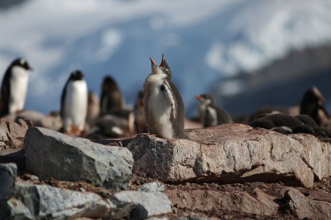 Penguins are seen in Curverville Island, Antarctica. Foto: Alexandre Meneghini/REUTERS