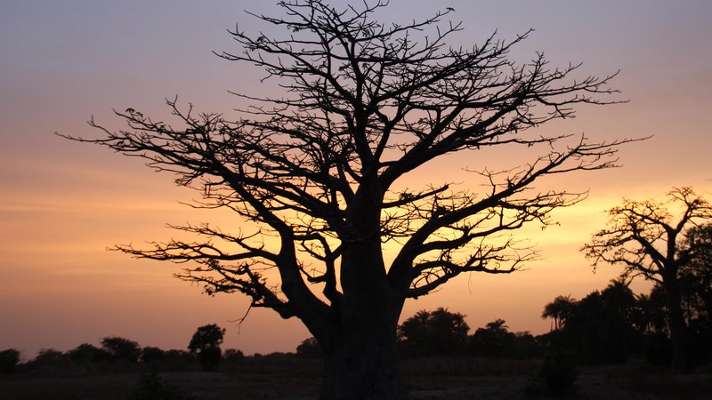 Fotografija: Sončni zahod, Gambija. Foto: Shutterstock