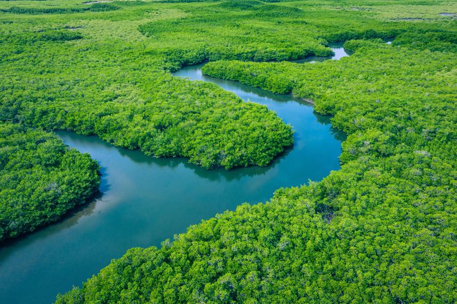 Mangroves, Gambija. Foto: Shutterstock