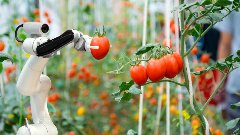 Fotografija: Roboti že nadomeščajo zaposlene v kmetijstvu. Foto: Shutterstock